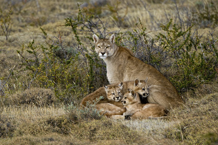 Wild Pumas in Torres del Paine NP, Chile